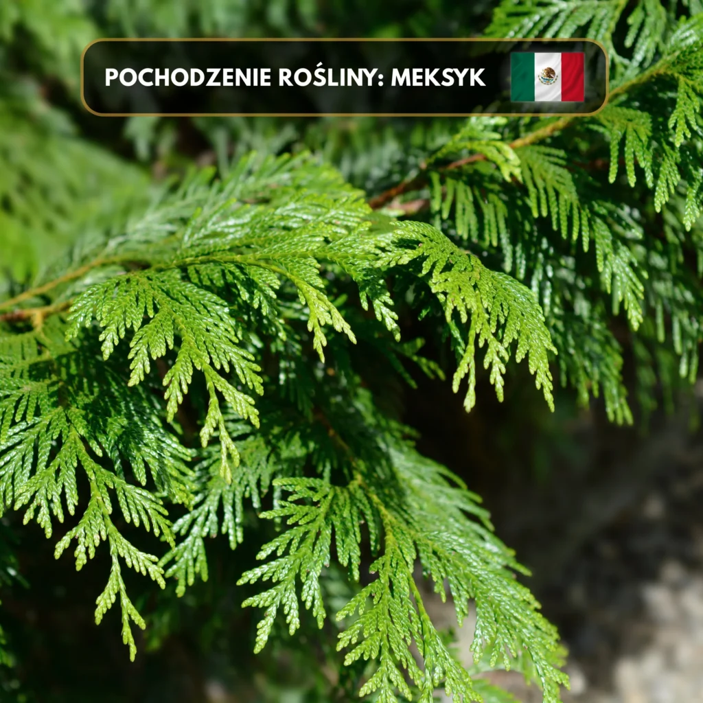 Suszony Cedr (Pęczek 11cm) Do Medytacji