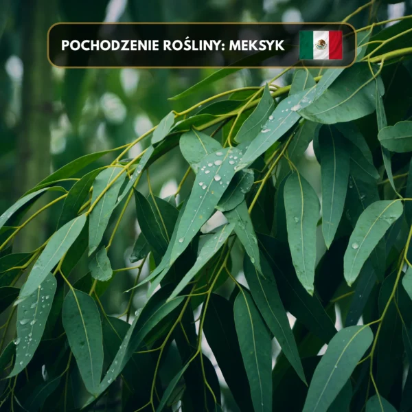 Szałwia Eukaliptusowa (Pęczek 11cm) Do Medytacji