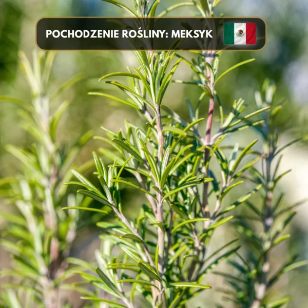 Kadzidło z Rozmarynu (Pęczek 10cm) Do Medytacji