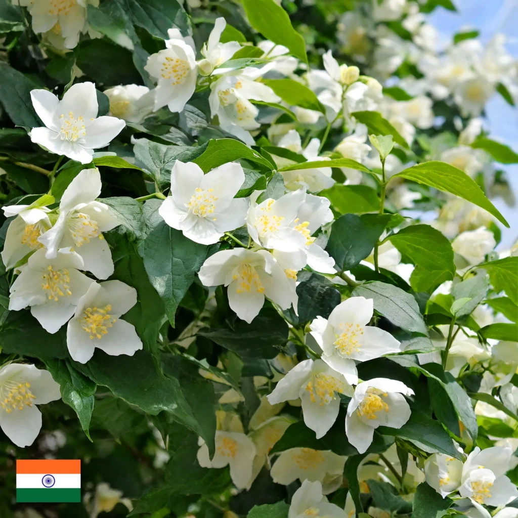 Olejek Jaśminowy Do Świec