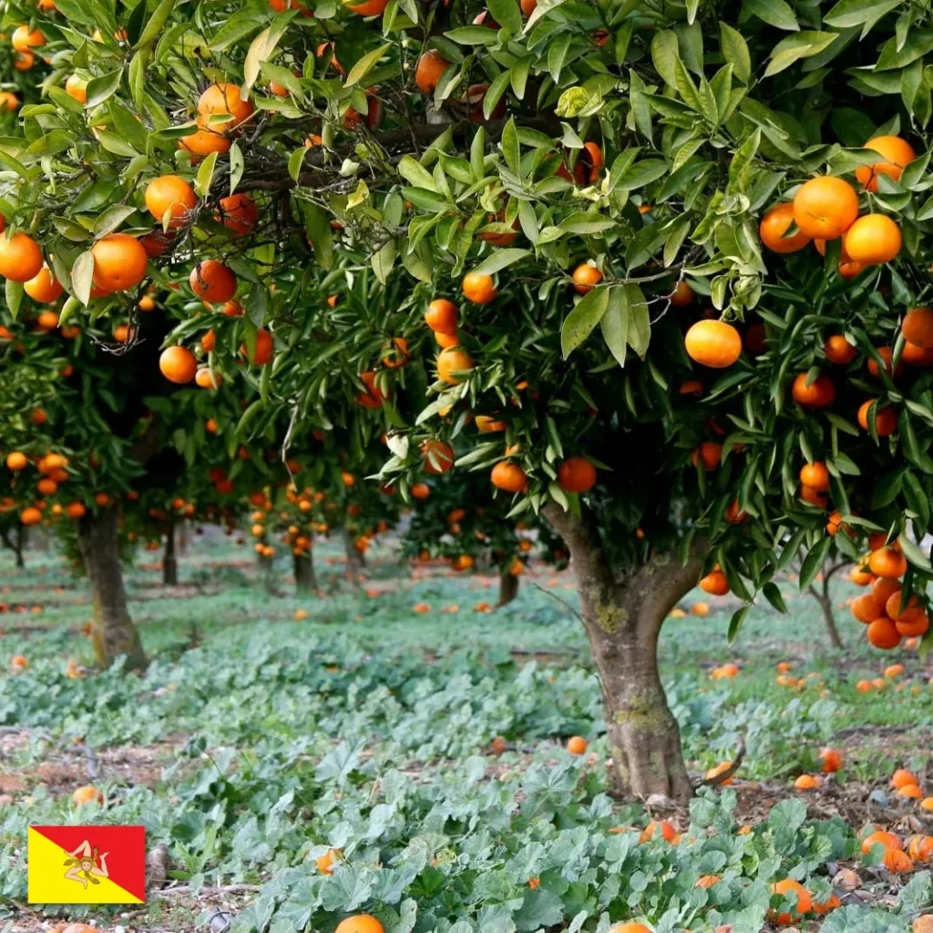 Olejek Pomarańczowy Do Świec