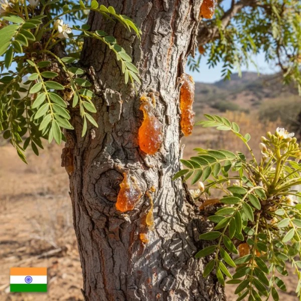 Olejek Kadzidłowcowy Do Sauny