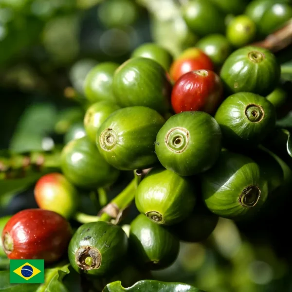 Olejek Kawowy Do Sauny