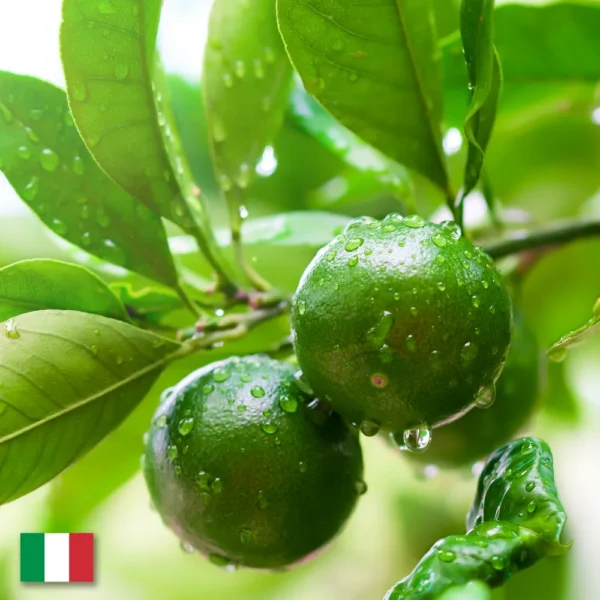 Olejek Limonkowy Do Sauny